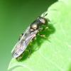 Neoascia podagrica